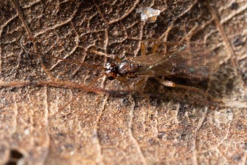 Réf. 275 487 : Opiinae inconnu