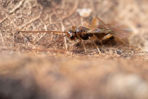 Opiinae