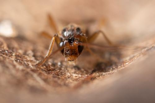 Réf. 275 488 : Opiinae inconnu