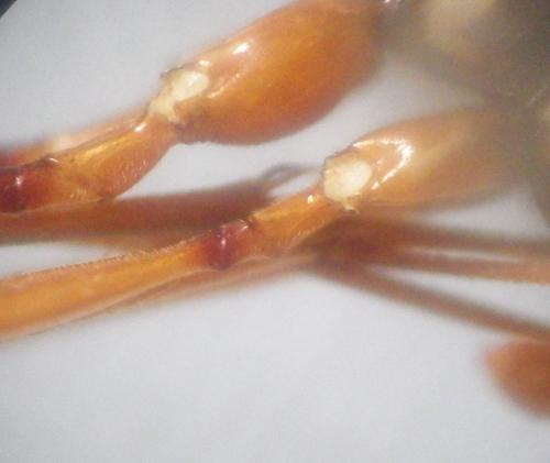 Rhyssa persuasoria