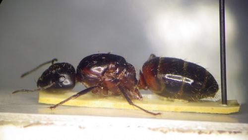 Réf. 275 665 : Camponotus ligniperda