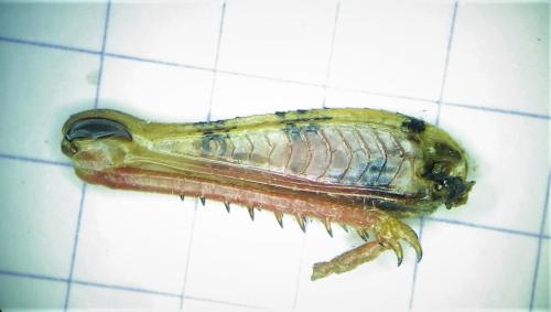 Réf. 275 785 : Calliptamus sp.