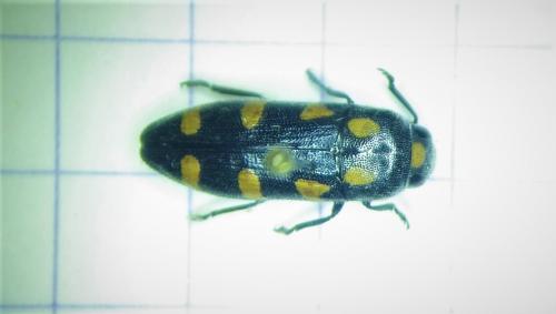 Réf. 275 885 : Ptosima undecimmaculata