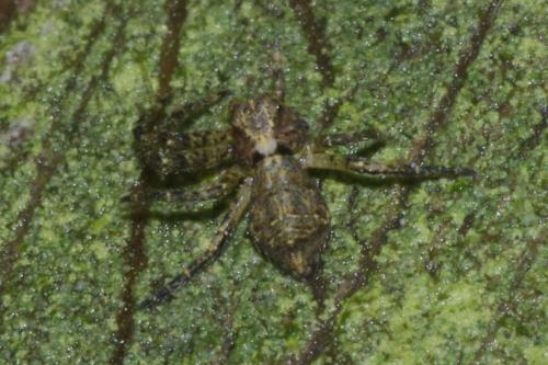 Tmarus sp.