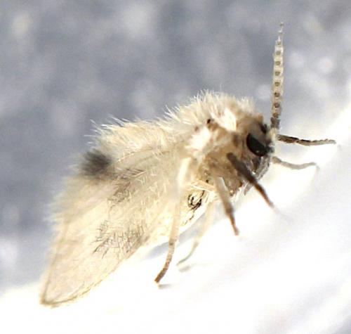 Psychoda surcoufi