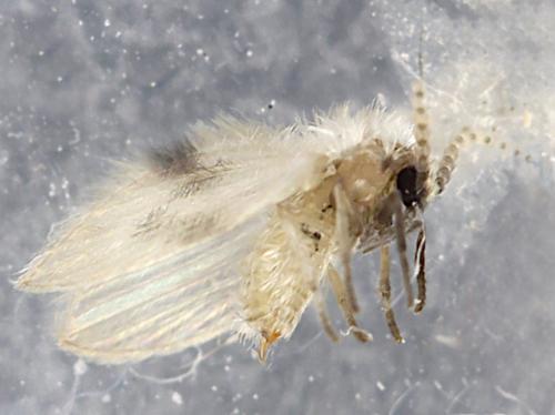 Psychoda surcoufi