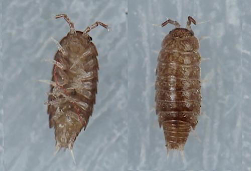 Trichoniscus pusillus