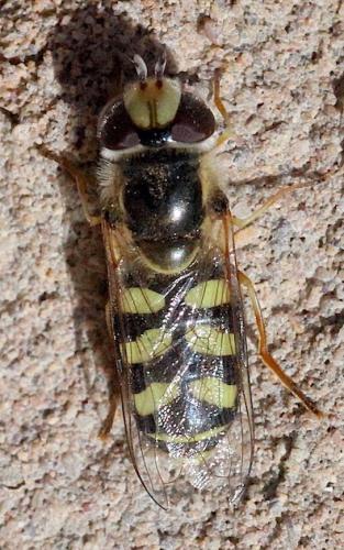 Réf. 275 938 : Scaeva albomaculata