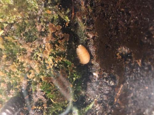 Armadillidium nasatum