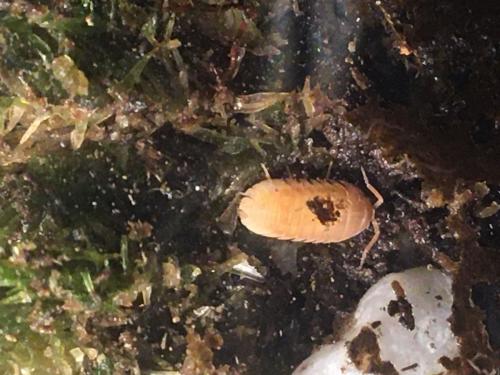 Armadillidium nasatum