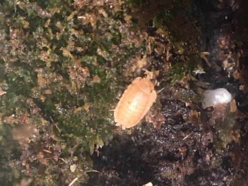 Armadillidium nasatum