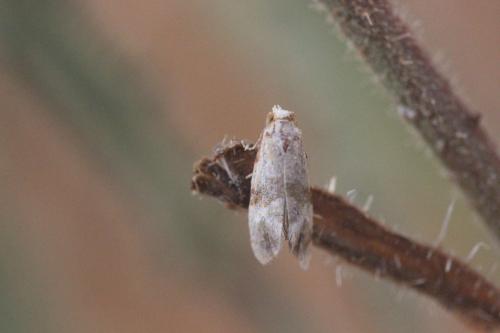 Cochylini