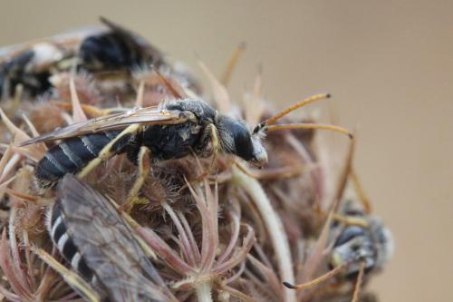 Réf. 275 697 : Halictus sp.