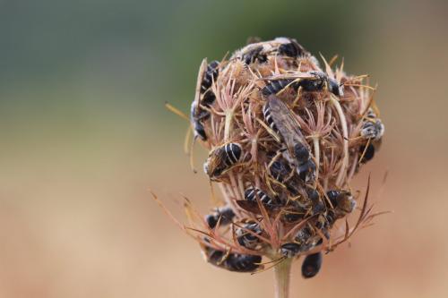 Réf. 275 698 : Halictus sp.
