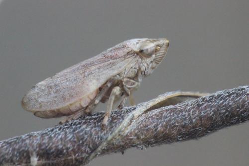 Philaenus spumarius