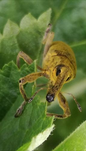 Lixus sp.