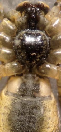 Réf. 275 326 : Tmarus sp.
