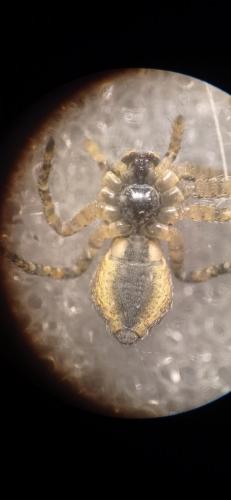 Tmarus sp.