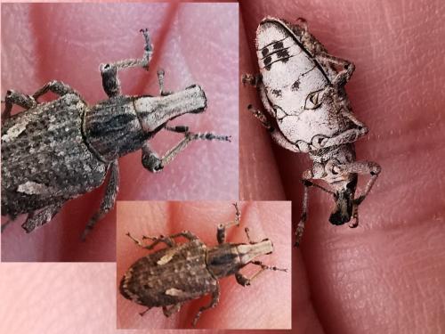 Rhytideres sp.