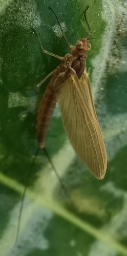 Cloeoninae
