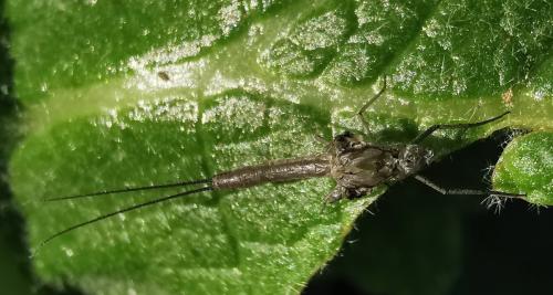 Cloeoninae