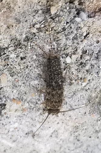 Ctenolepisma sp.