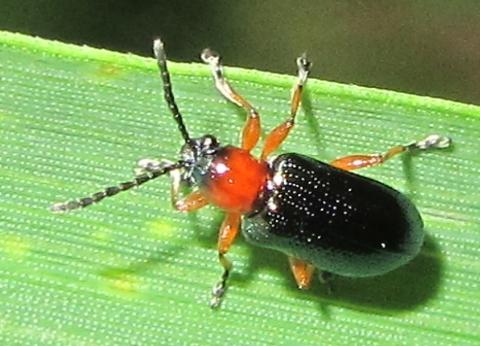 Réf. 275 233 : Oulema sp.