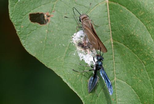 Synoeca sp.