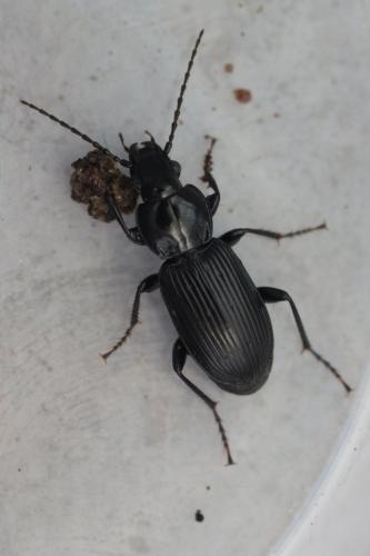 Pterostichus nigrita