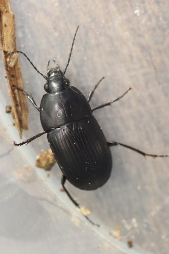 Réf. 275 403 : Oodes helopioides