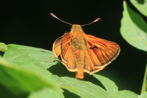 Ochlodes sylvanus