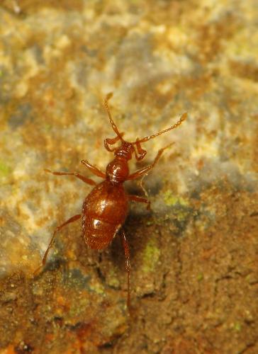 Prionobythus genesti