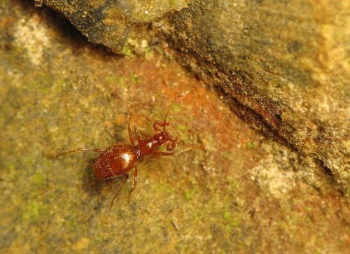 Prionobythus genesti