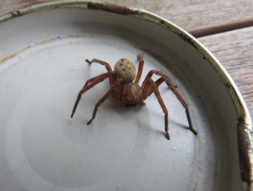 Réf. 275 338 : Olios argelasius