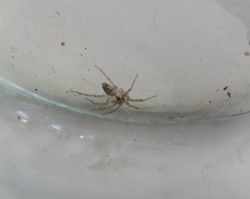 Réf. 275 750 : Oecobius sp.
