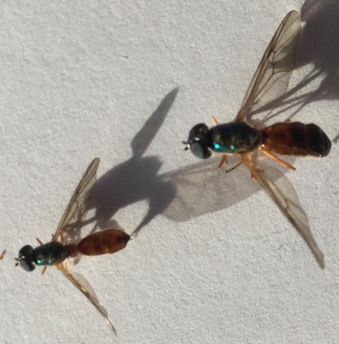 Sargus sp.
