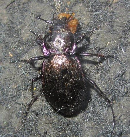 Carabus nemoralis