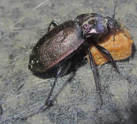 Carabus nemoralis