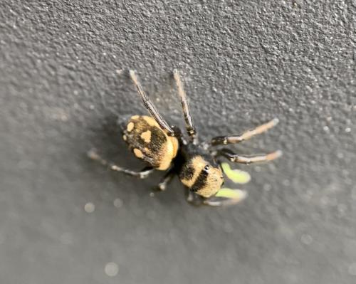 Heliophanus (apiatus-rufithorax)