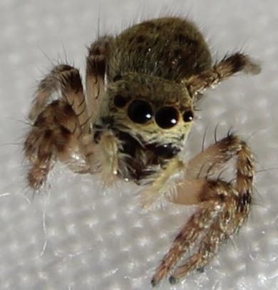 Carrhotus xanthogramma