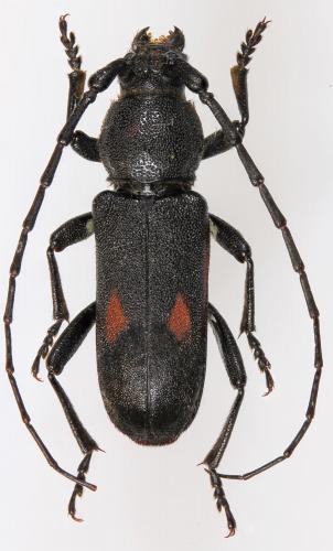 Purpuricenus persicus