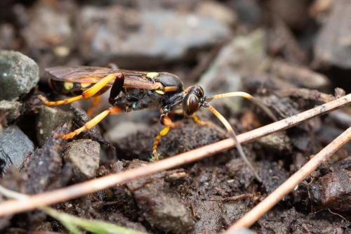 Eutanyacra crispatoria