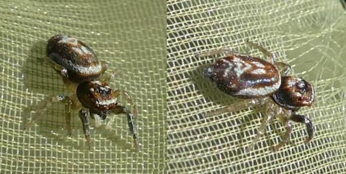 Icius (hamatus-subinermis)