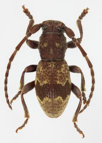Réf. 275 723 : Parmena unifasciata