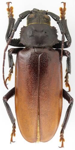 Rhaesus serricollis