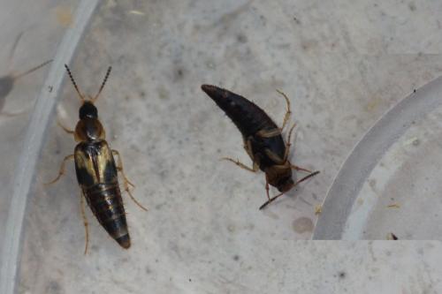 Réf. 275 077 : Lordithon sp.