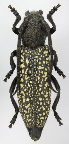 Réf. 275 674 : Mallosia mirabilis