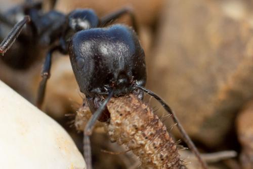 Réf. 275 362 : Messor sp.