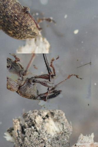 Réf. 275 826 : Notaris scirpi