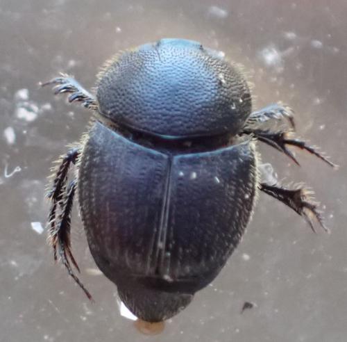 Onthophagus joannae